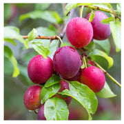 Puspita Nursery "Aloo Bukhara Plant | Fresh Plum Tree for Home Gardening"